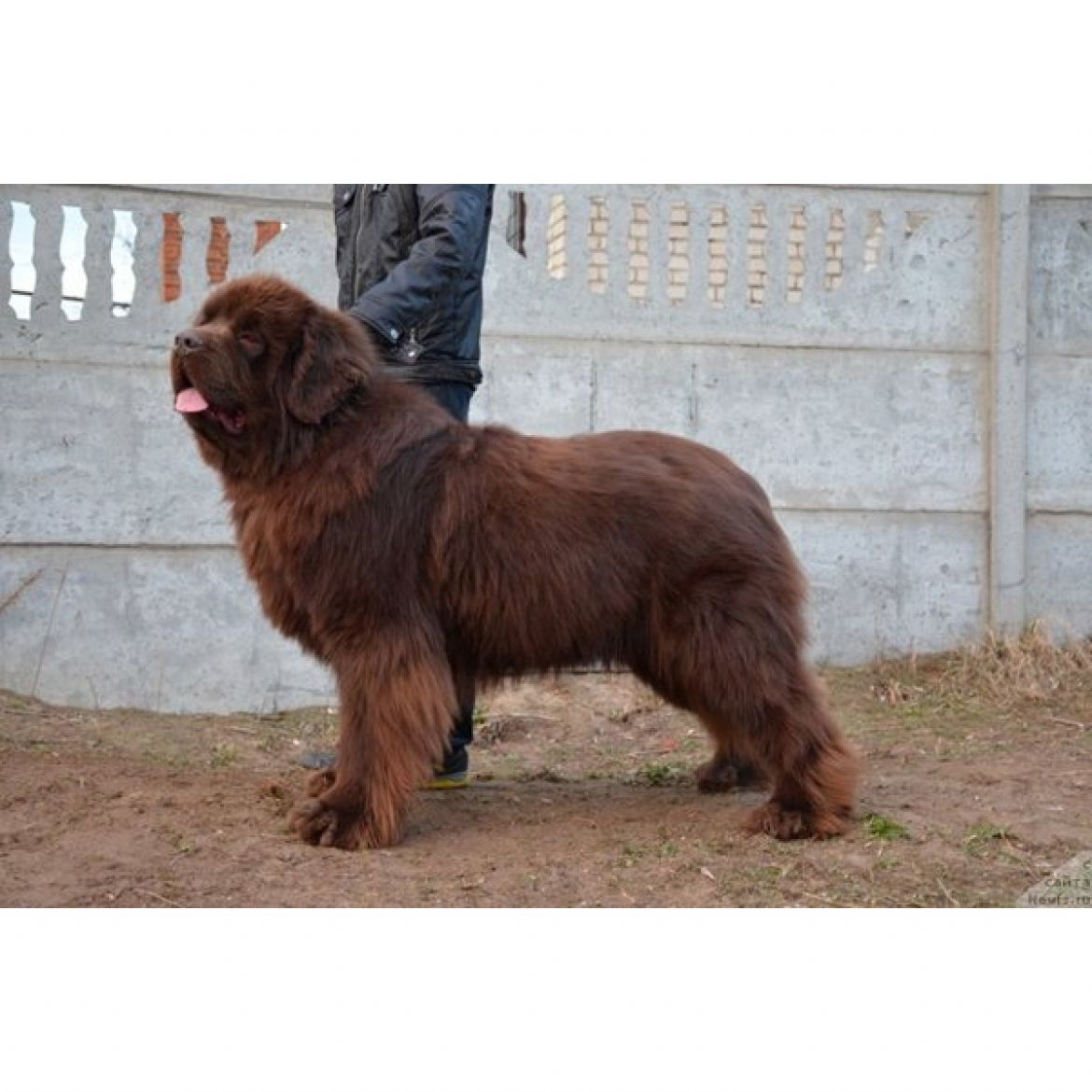 R Andschelo Orso Attis (04-01-2012)